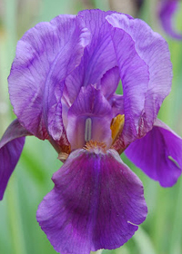 Iris pumila 'Prolific Purple'